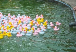 Alec-Brown-Ducks-4