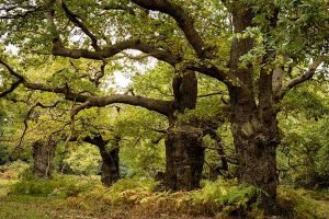 Anne-Molyneux-Staverton-Thicks